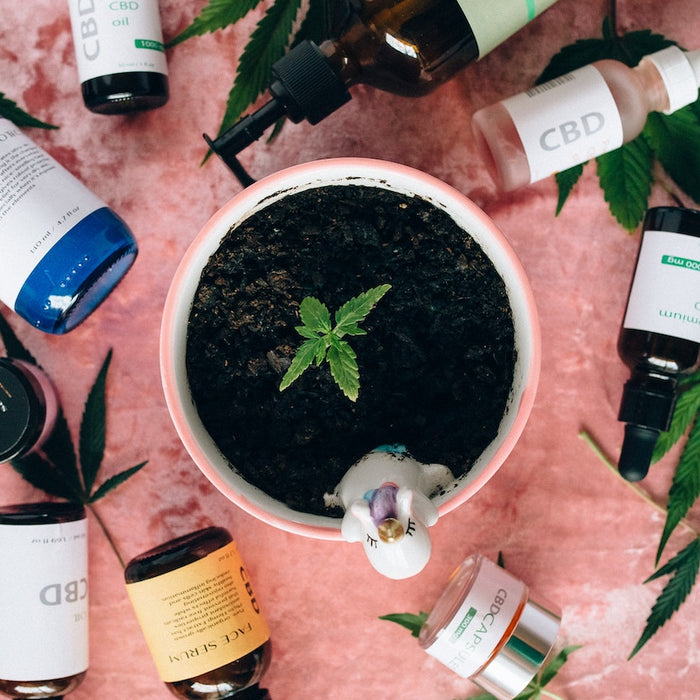 10 Popular Ways to Consume Cannabis